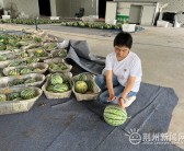 荆州本地西瓜大量上市 价格跳水实现“吃瓜自由”2025年6月11日