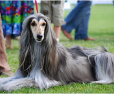 阿富汗犬价格,纯种与赛级犬种价格解析